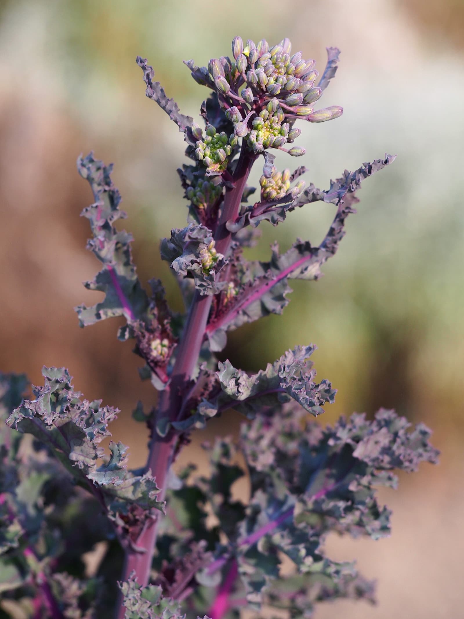 Reference image for Brassica oleracea