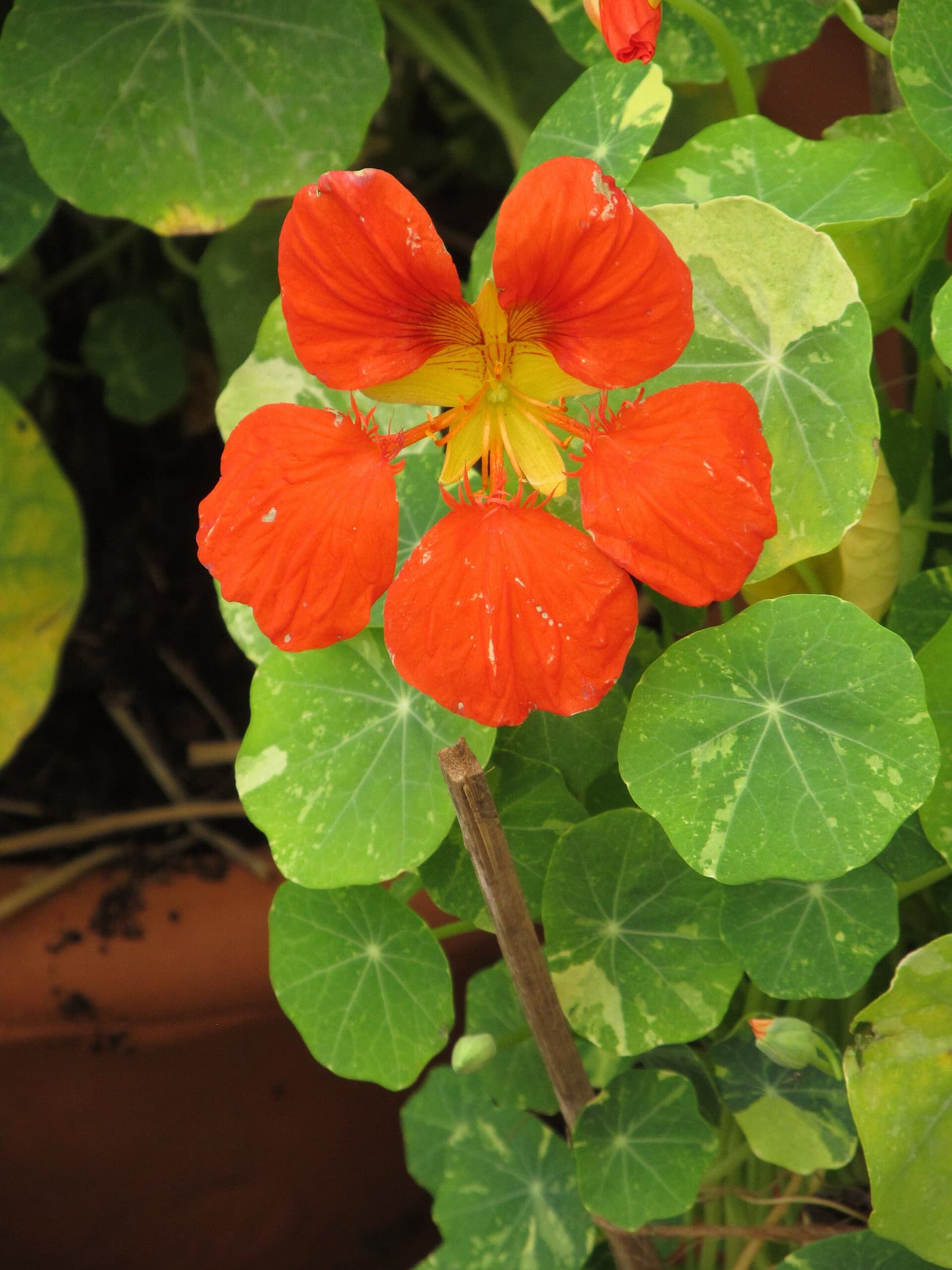 Reference image for Tropaeolum majus