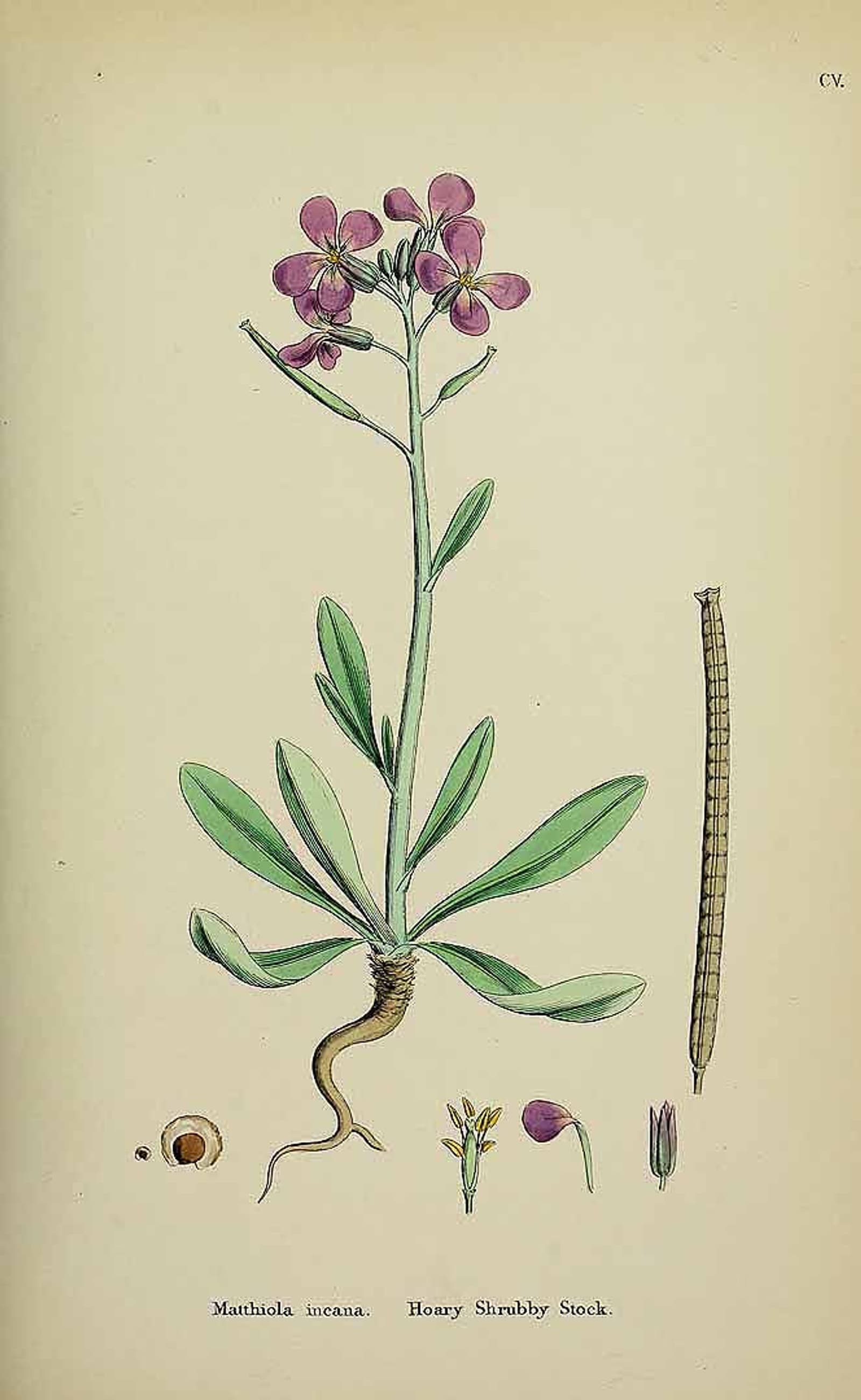 Reference image for Matthiola incana