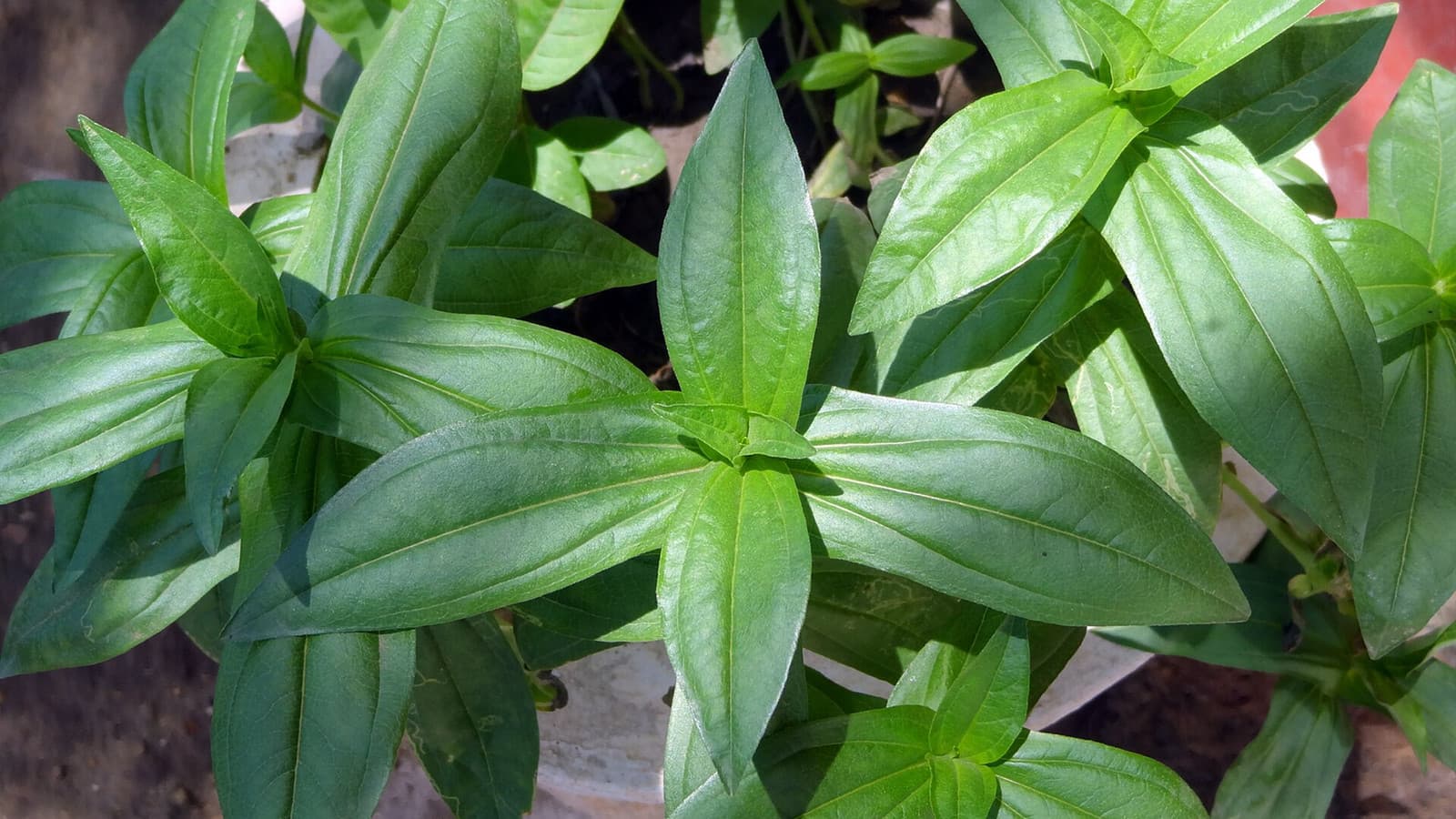 Reference image for Zinnia