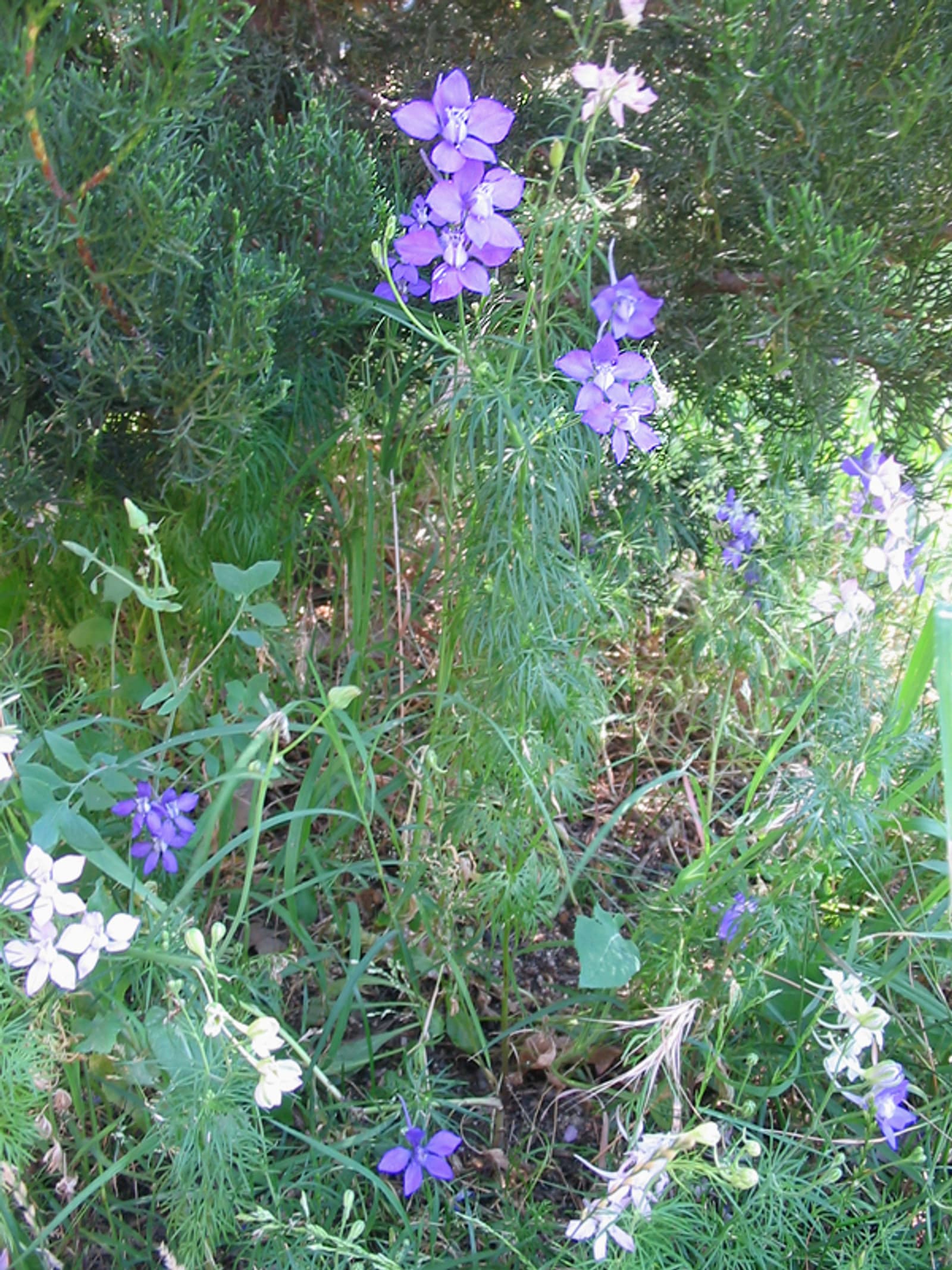 Reference image for Delphinium