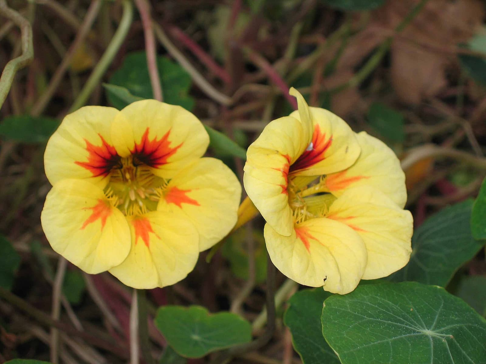 Reference image for Tropaeolum majus