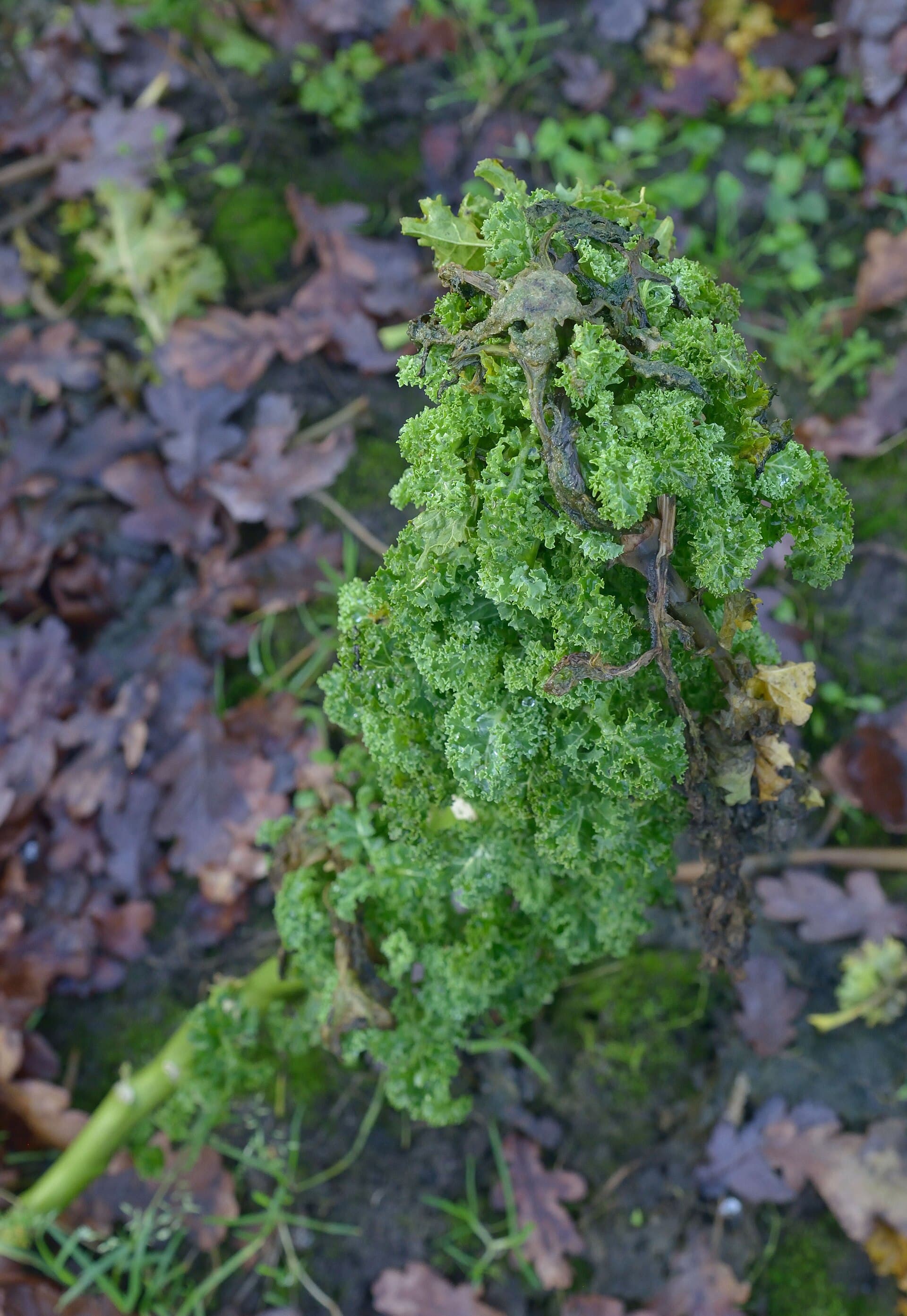Reference image for Brassica oleracea
