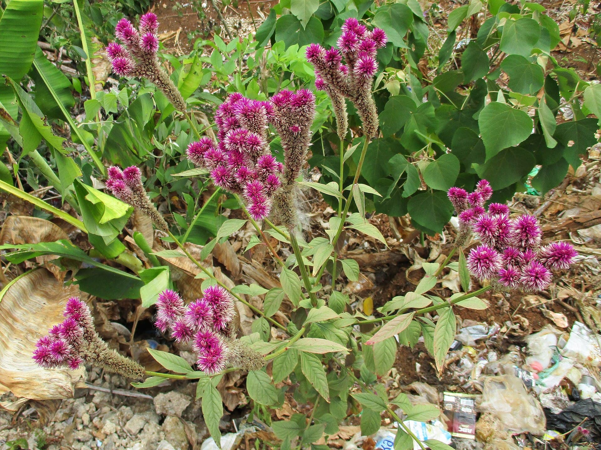 Reference image for Celosia
