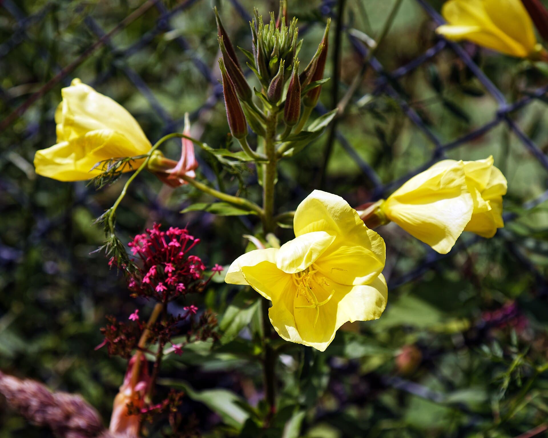 Reference image for Oenothera