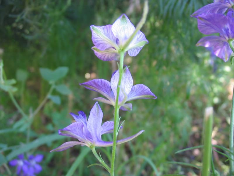 Reference image for Delphinium