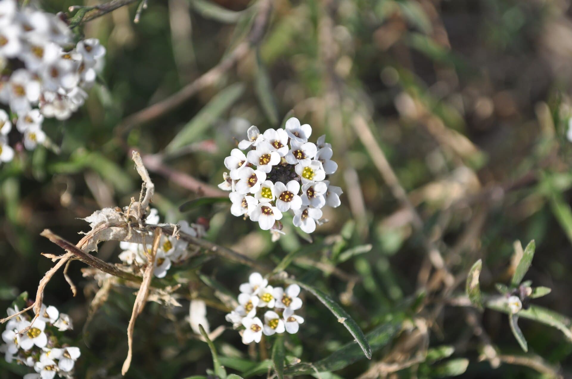 Reference image for Lobularia maritima