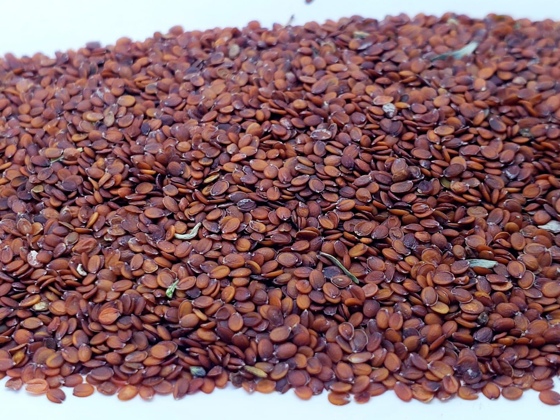 Reference image for Lobularia maritima
