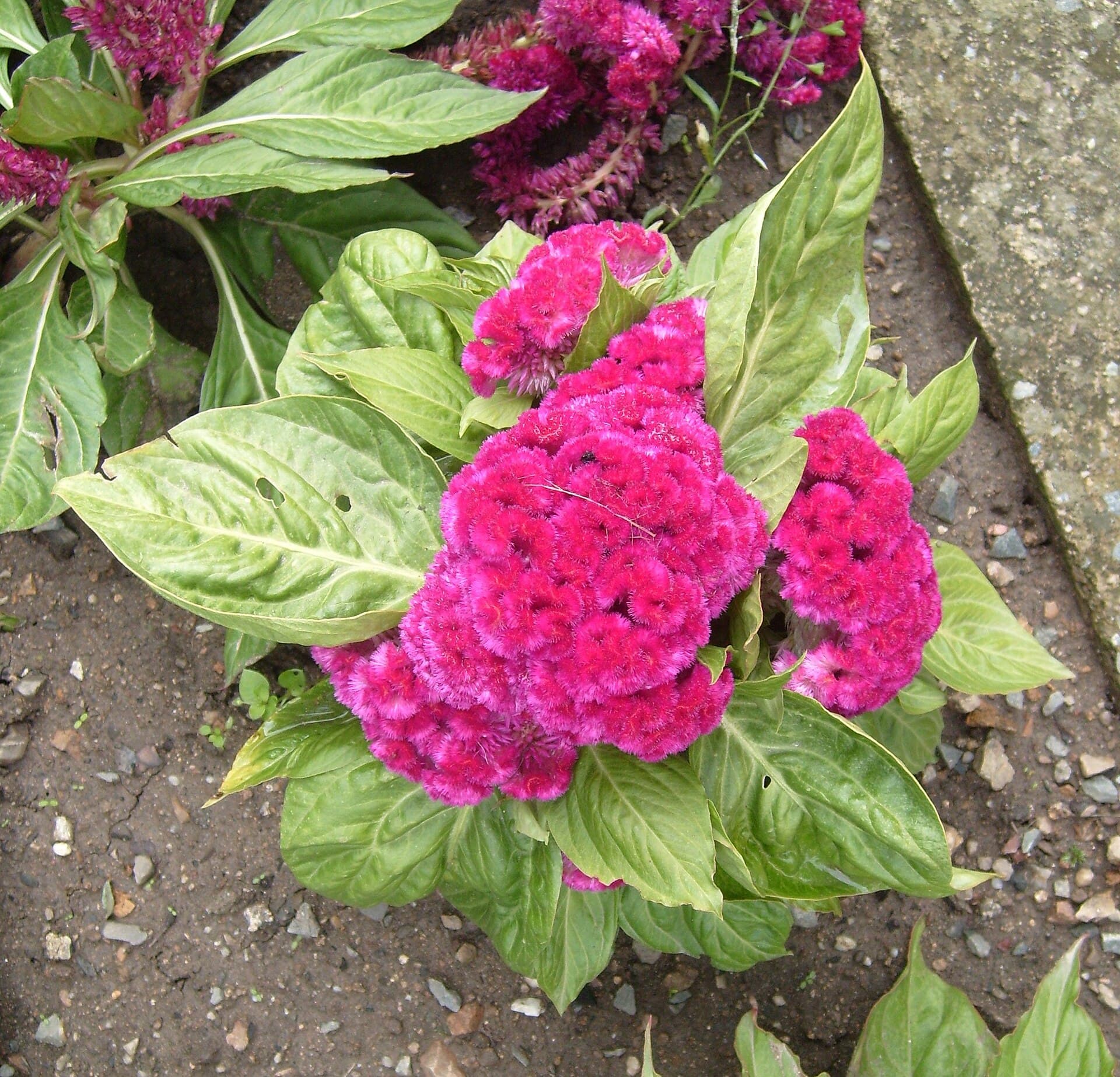 Reference image for Celosia