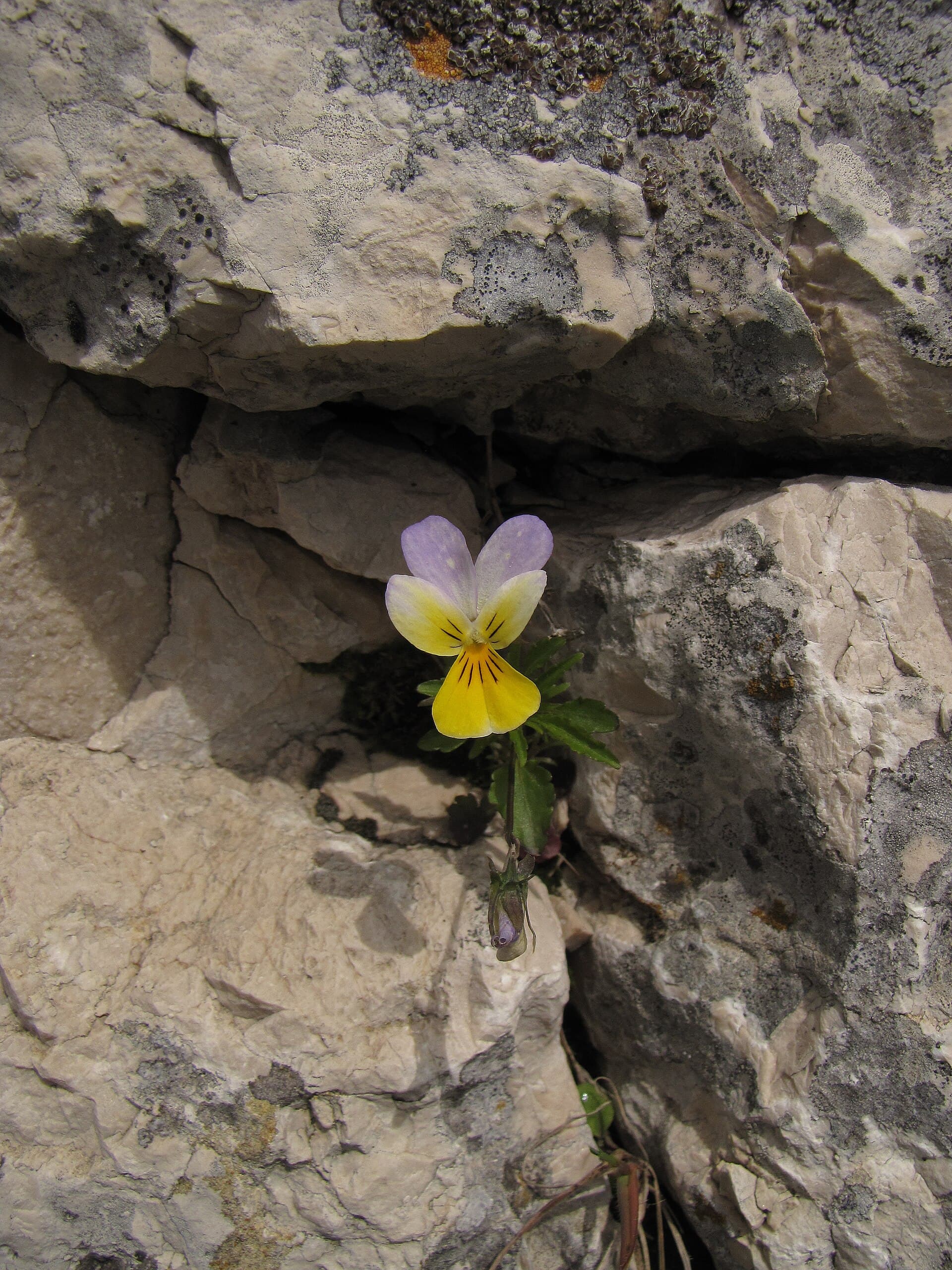 Reference image for Viola tricolor
