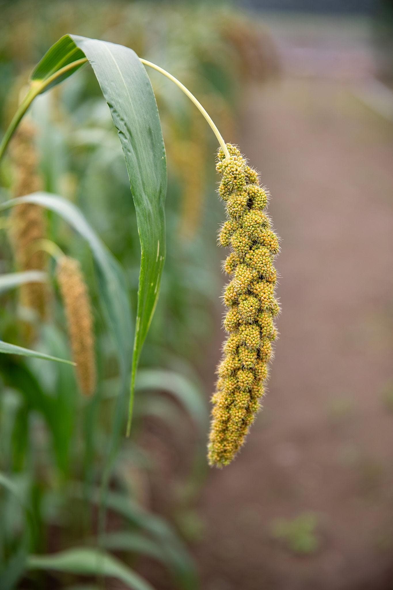 Foxtail Millet Seeds