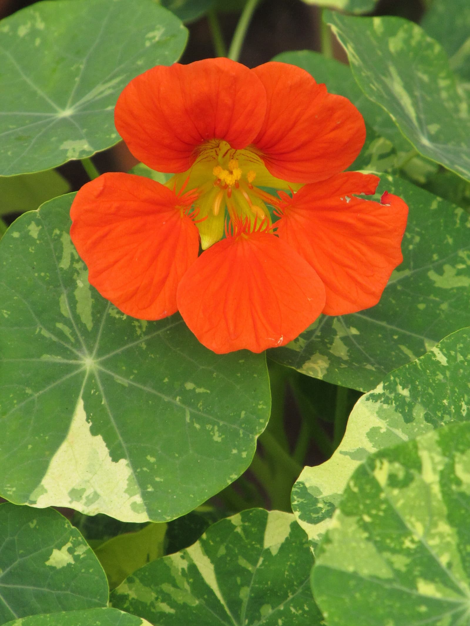 Reference image for Tropaeolum majus