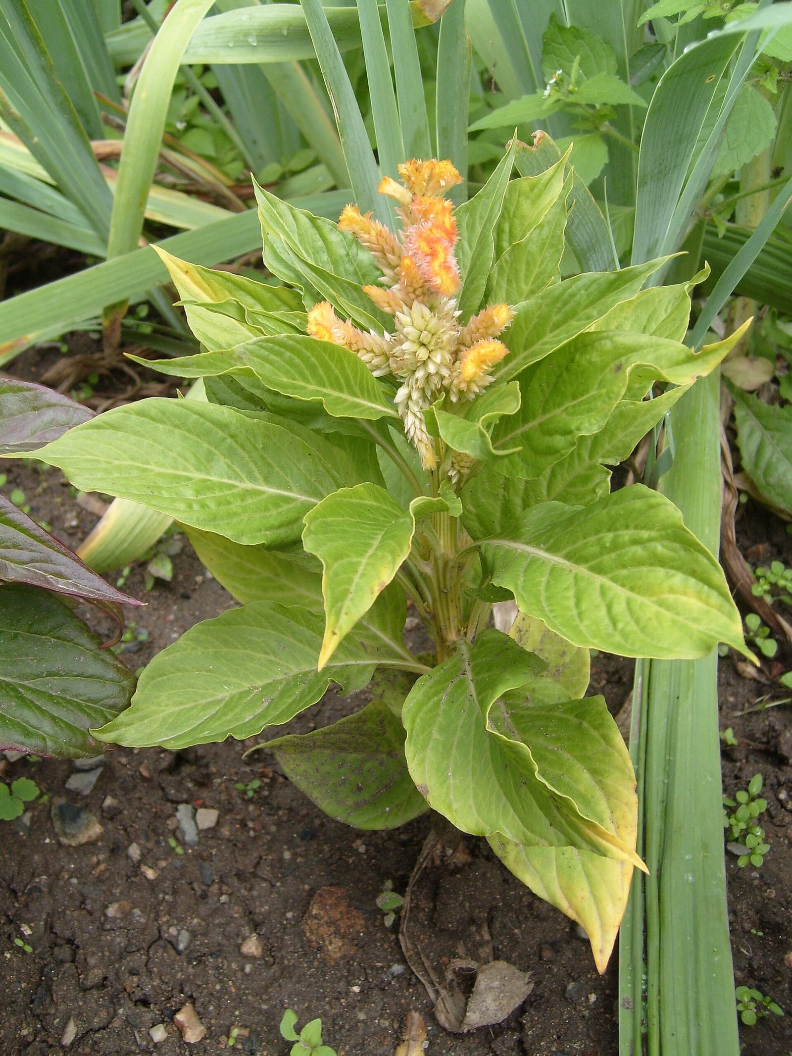 Reference image for Celosia cristata