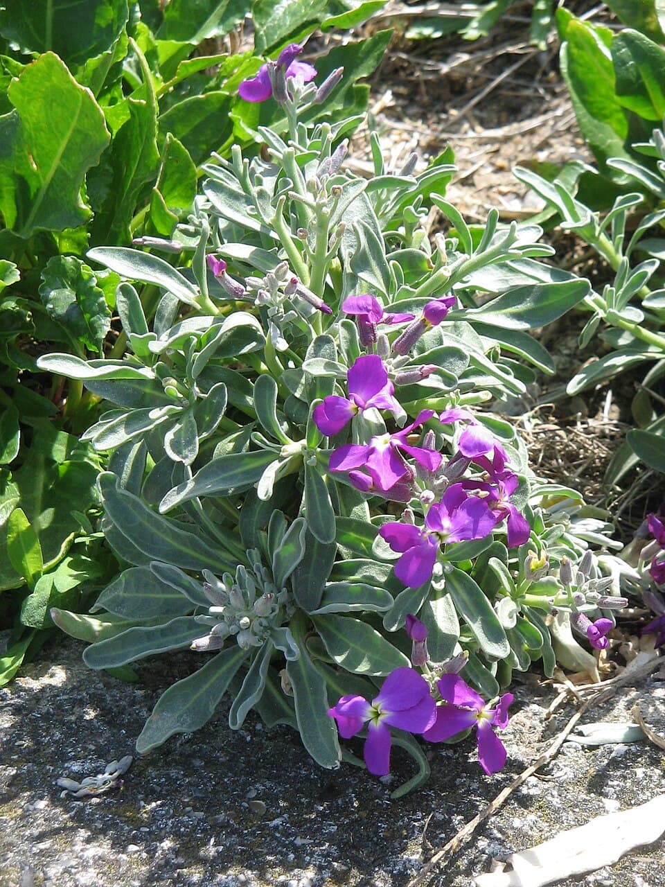 Reference image for Matthiola incana