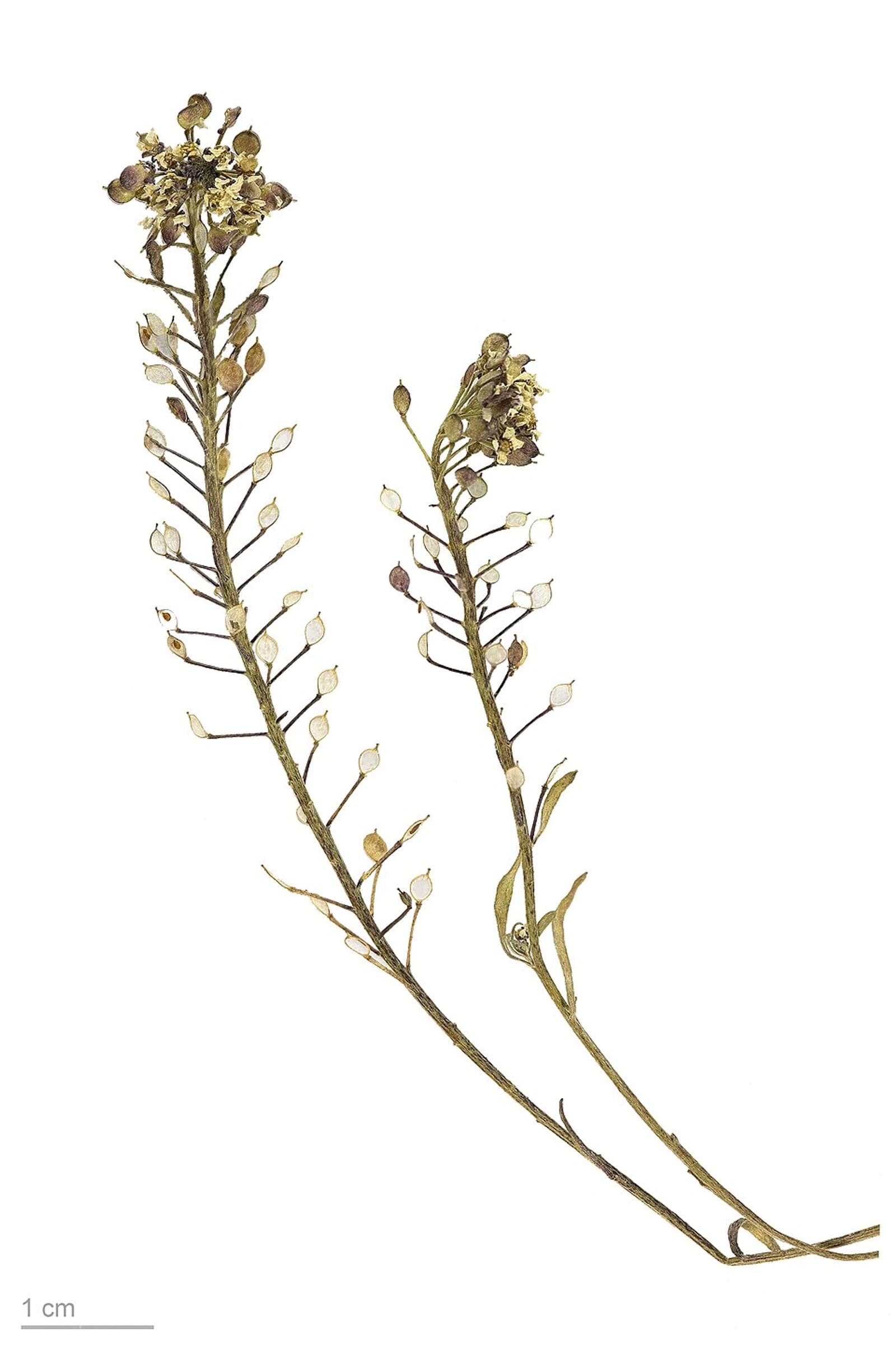 Reference image for Alyssum mix Seeds