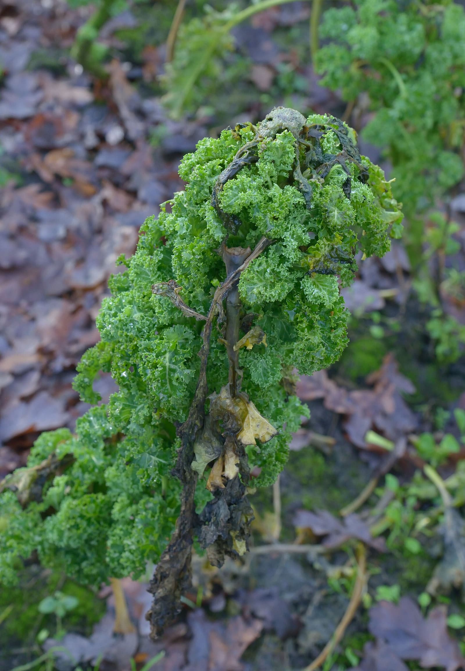 Reference image for Brassica oleracea
