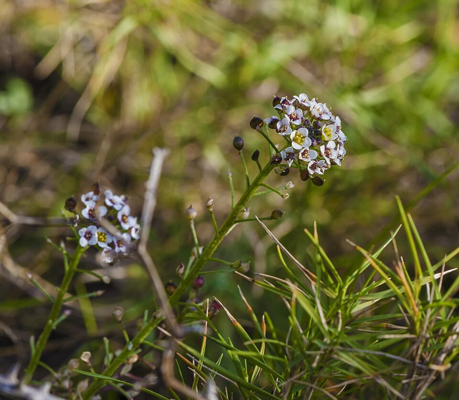 Reference image for Alyssum mix Seeds
