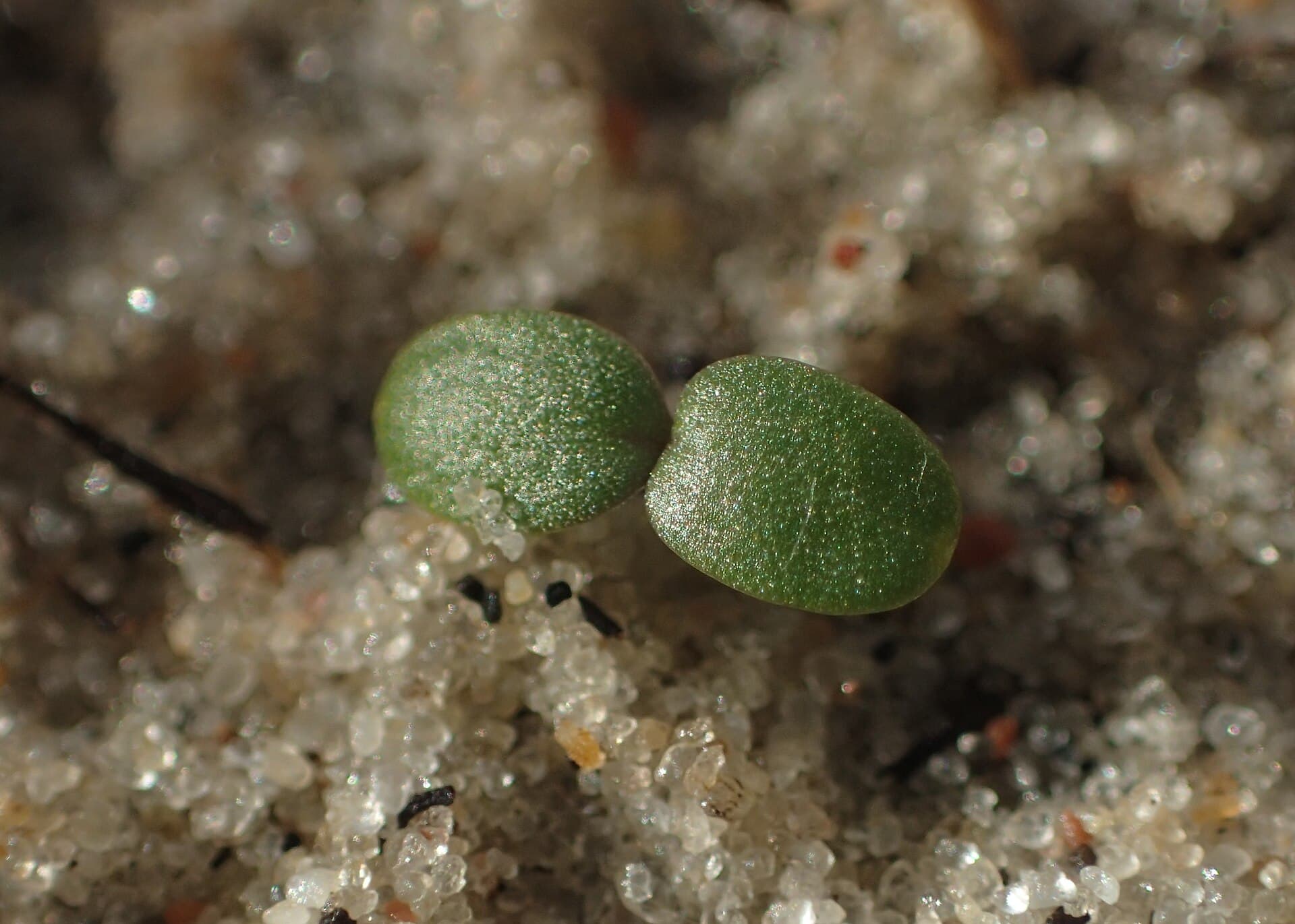 Reference image for Viola tricolor