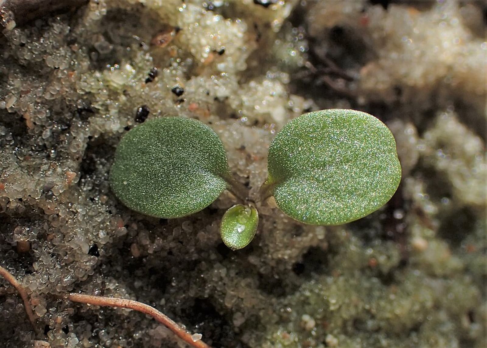 Reference image for Viola tricolor