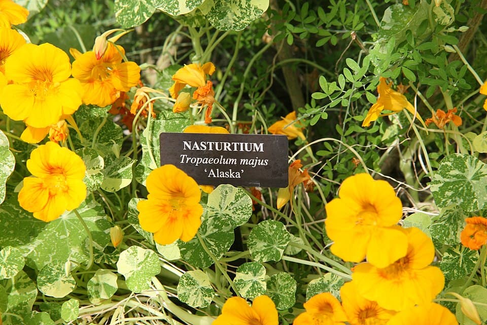 Reference image for Tropaeolum majus