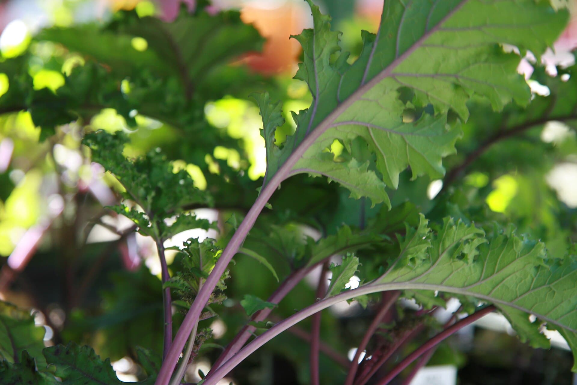 Reference image for Brassica oleracea