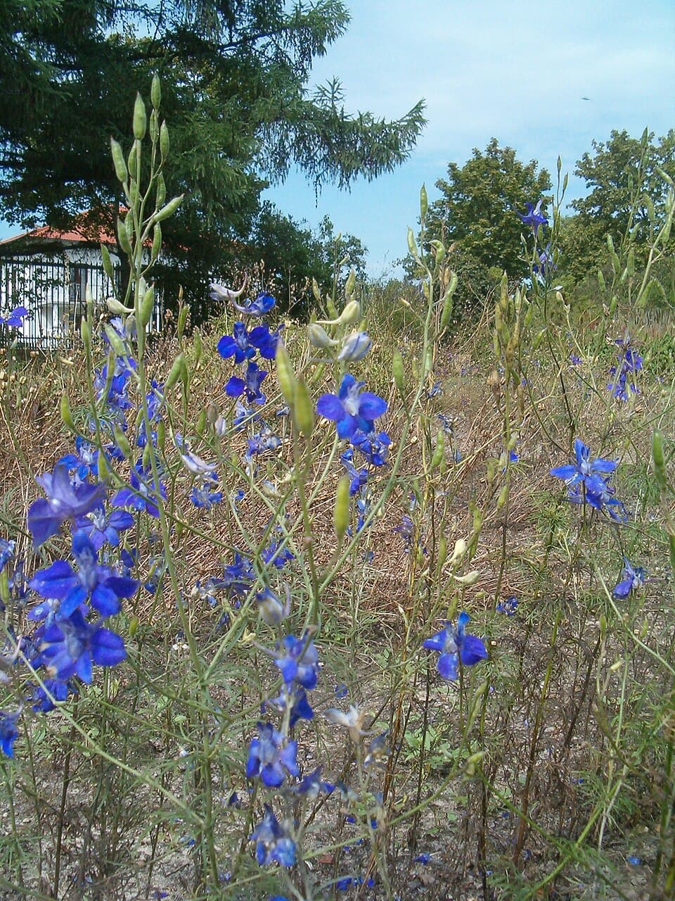 Reference image for Delphinium