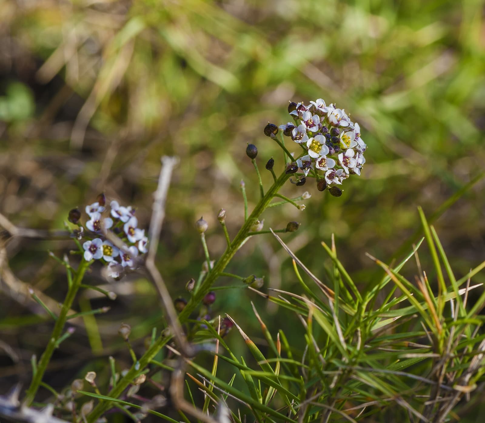 Reference image for Lobularia maritima