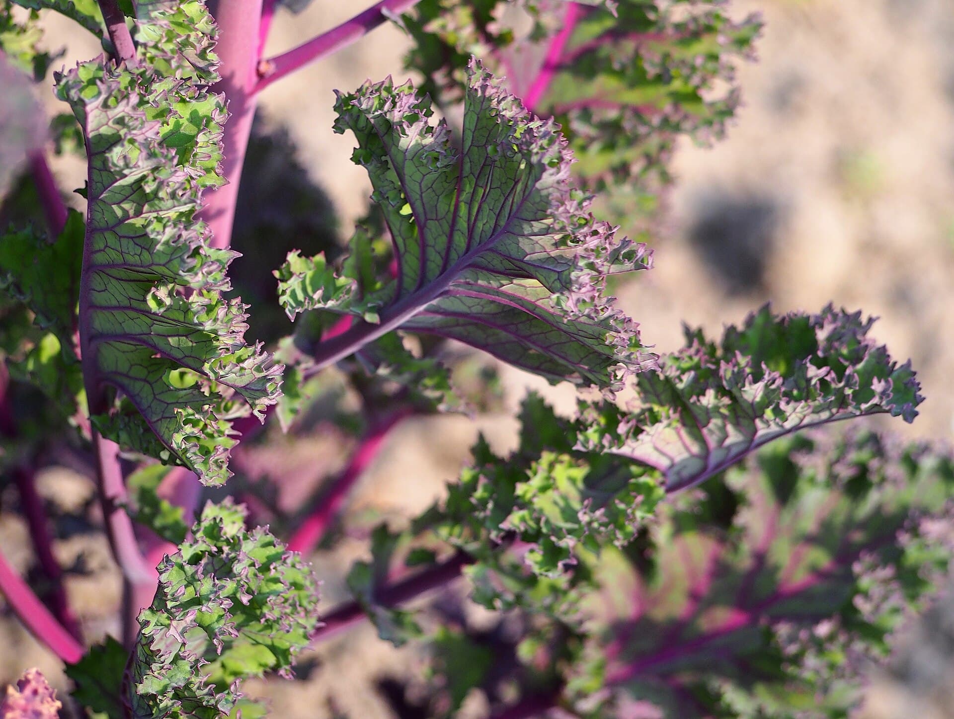 Reference image for Brassica oleracea