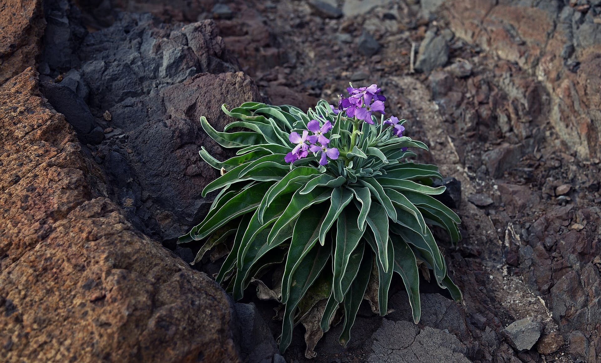 Reference image for Matthiola incana