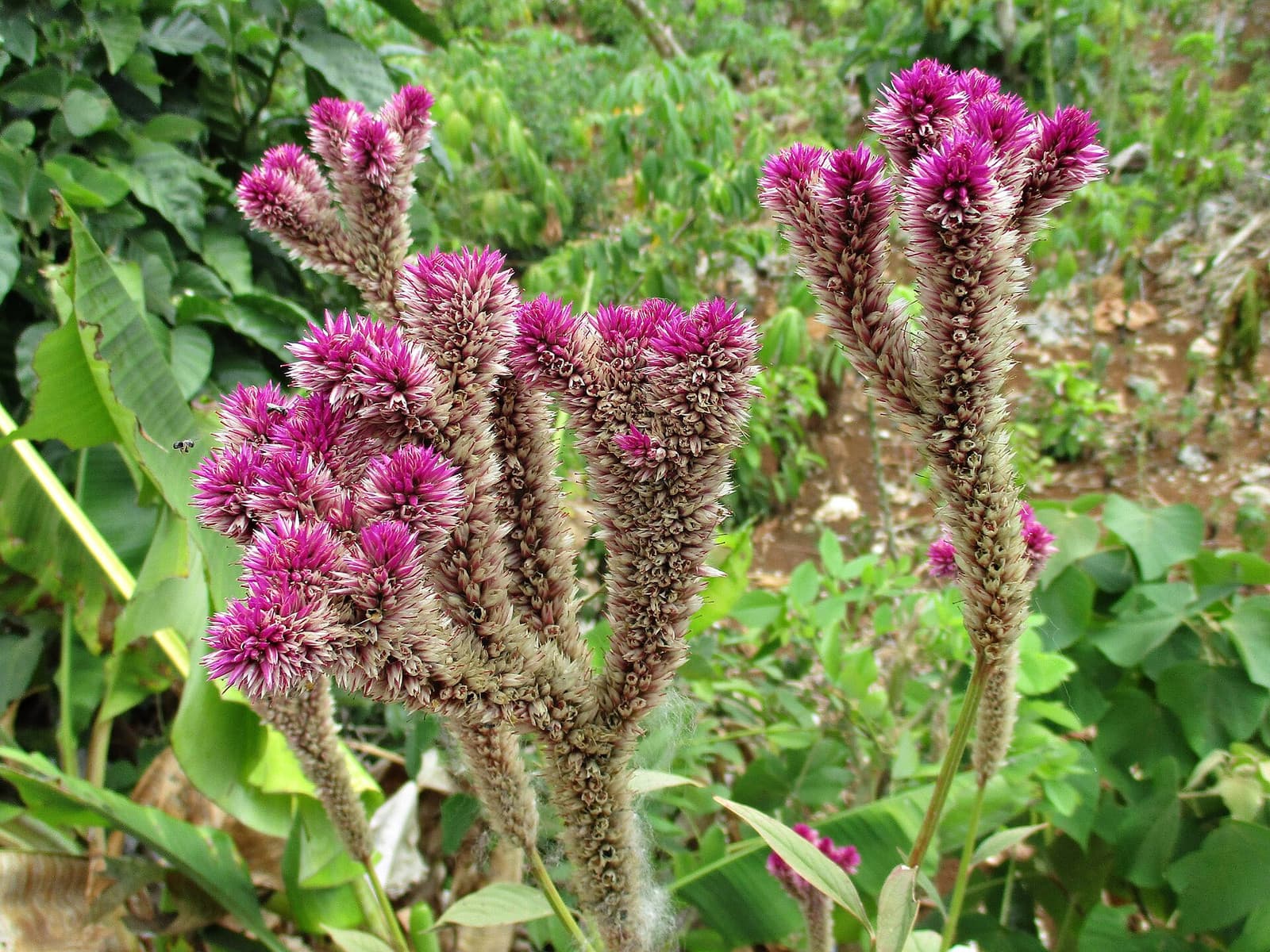 Reference image for Celosia