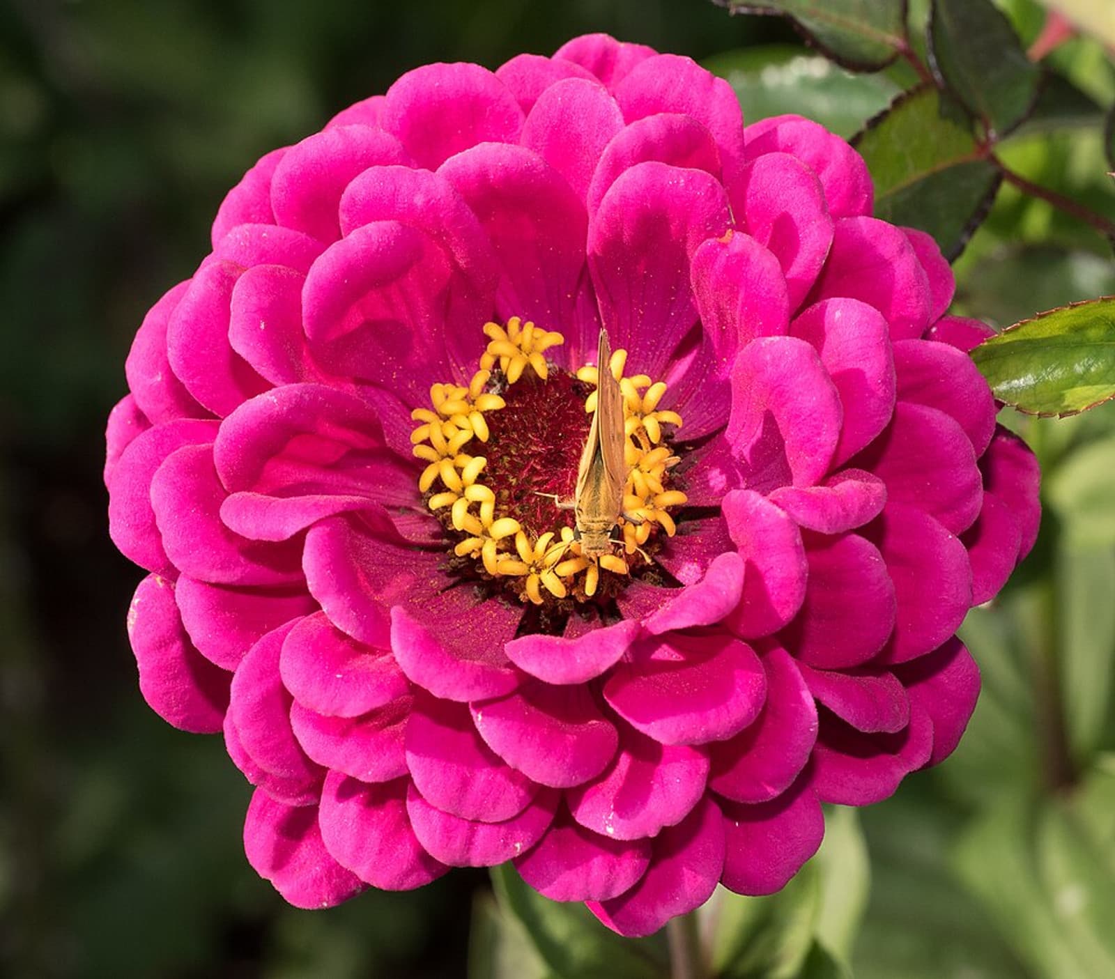 Reference image for Zinnia