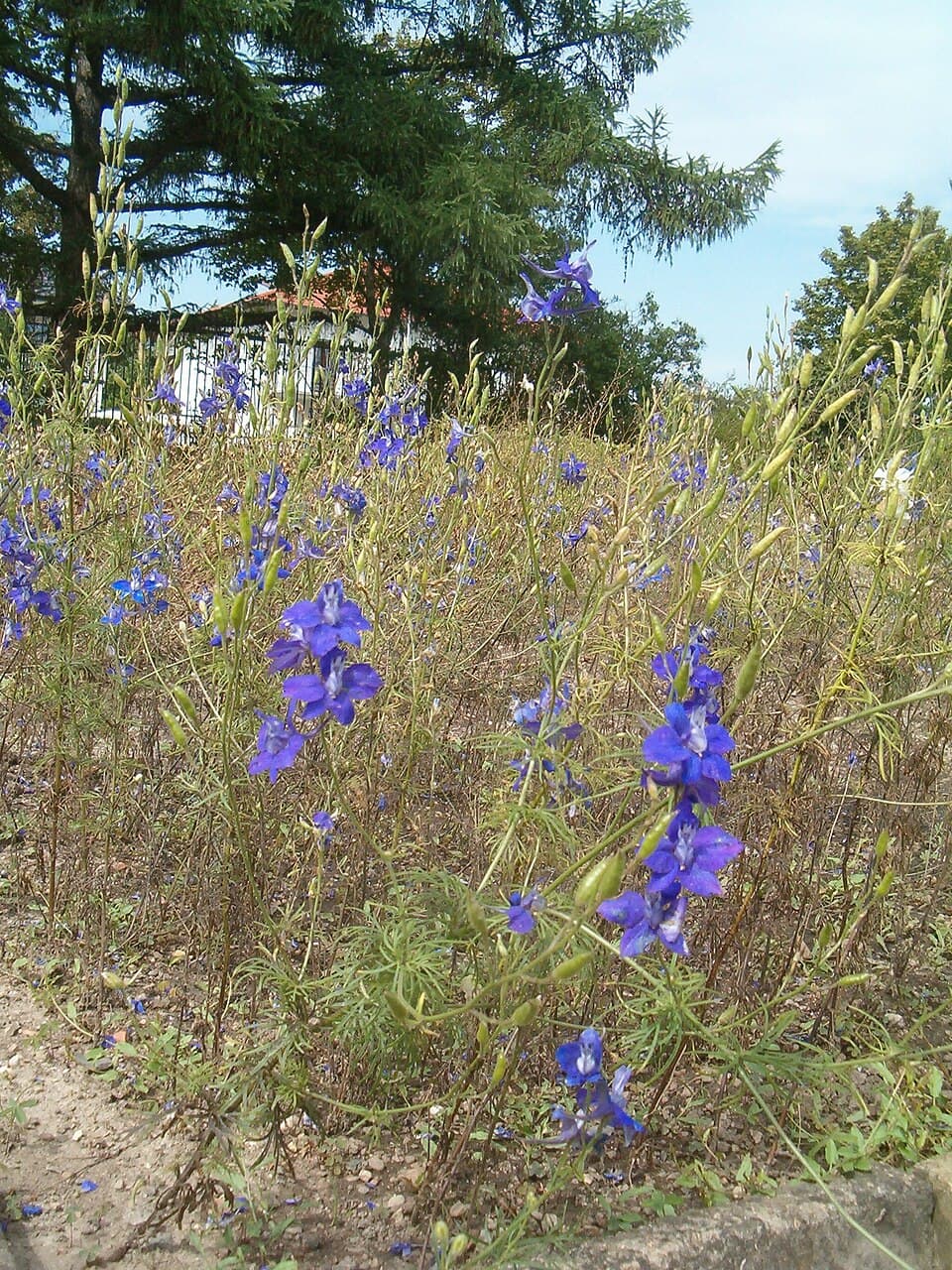 Reference image for Delphinium