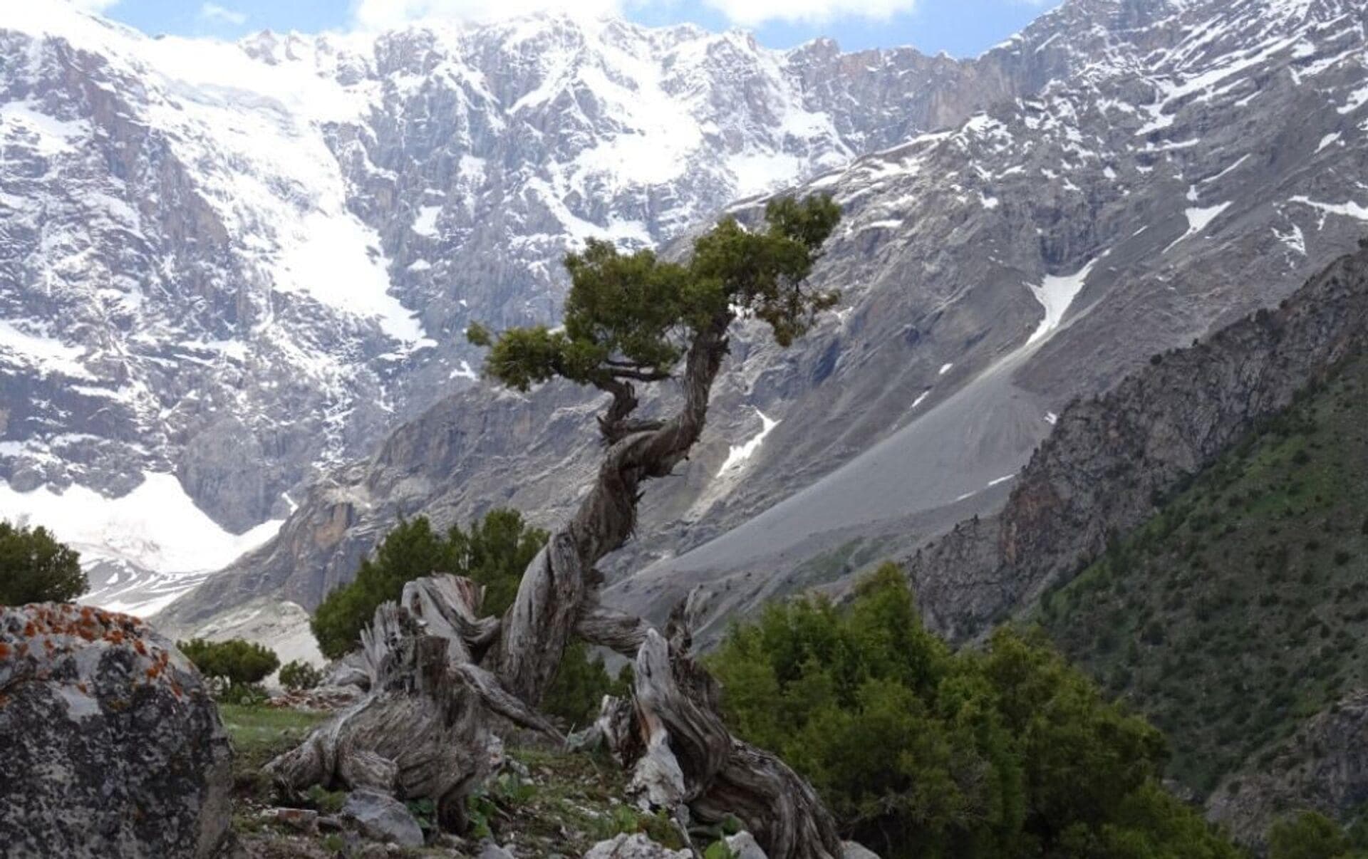 Juniperus indica tree, Himalayan juniper tree, black juniper Seeds
