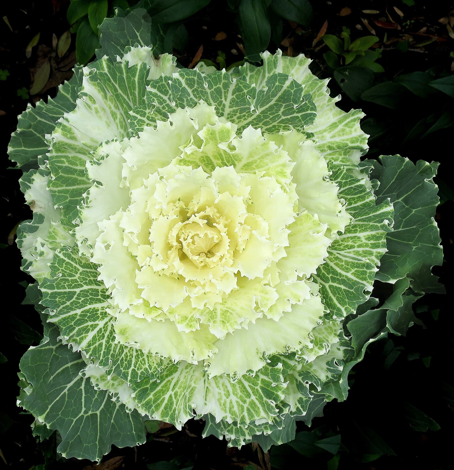 Reference image for Brassica oleracea