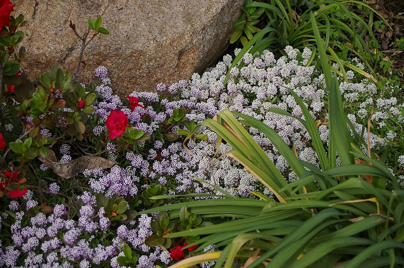 Reference image for Alyssum mix Seeds