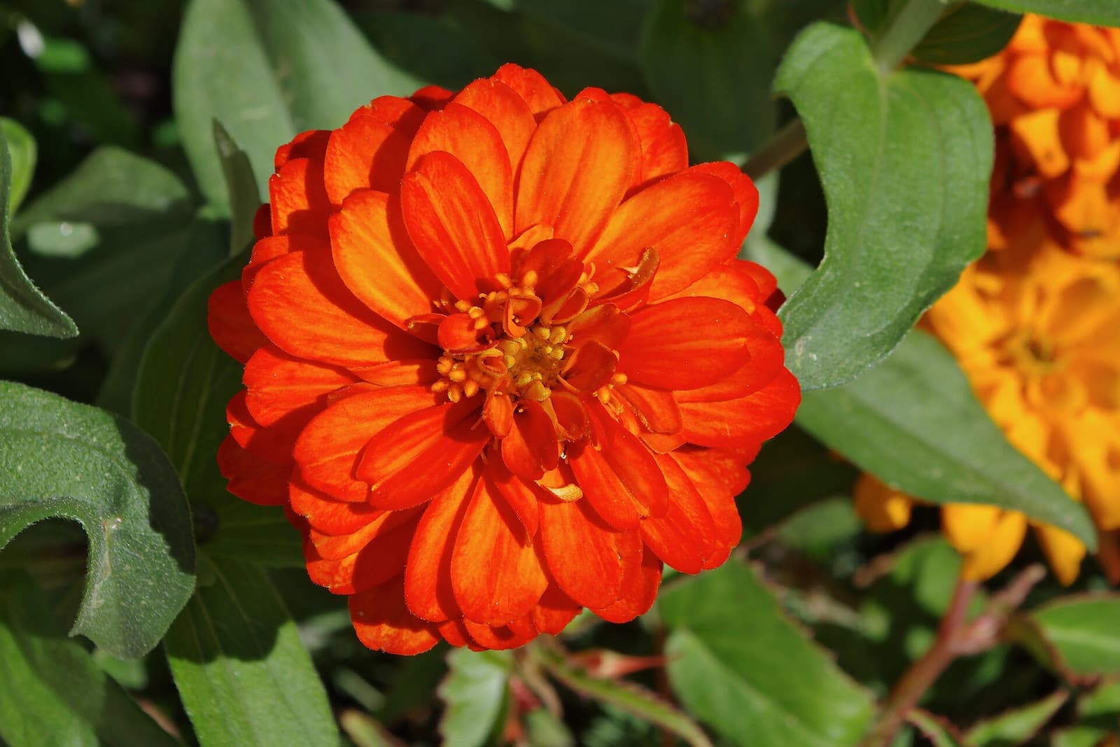 Reference image for Zinnia