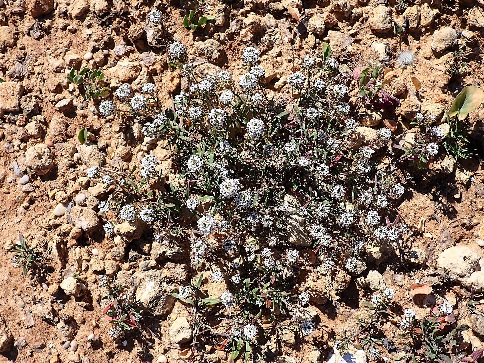 Reference image for Lobularia maritima