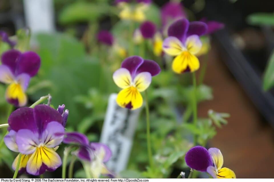 Reference image for Viola tricolor