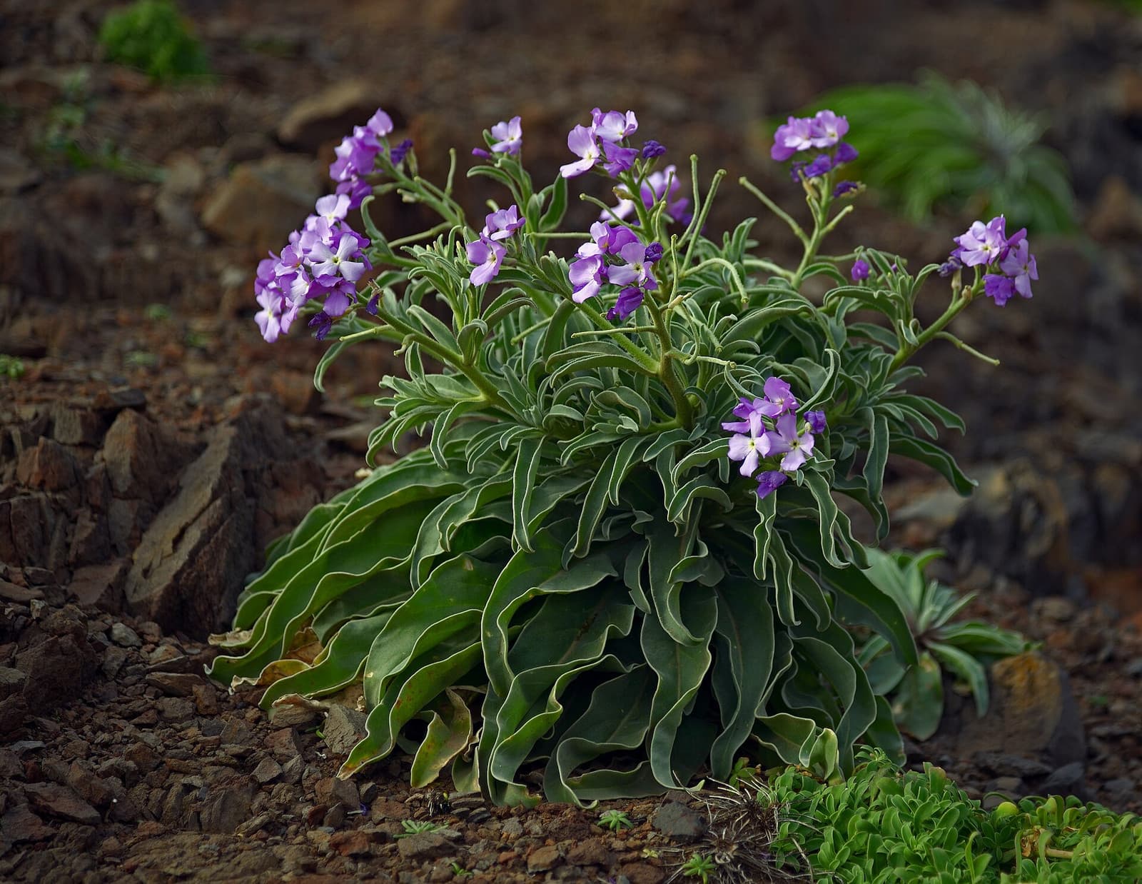 Reference image for Matthiola incana