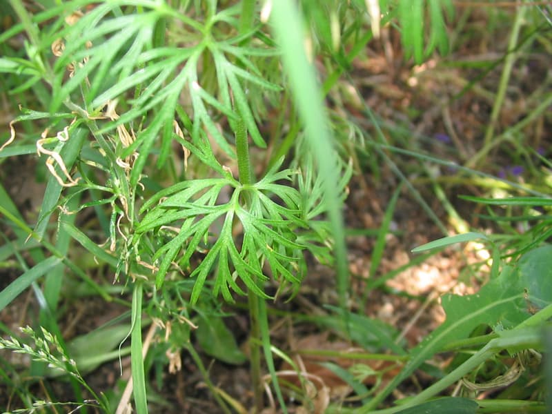 Reference image for Delphinium