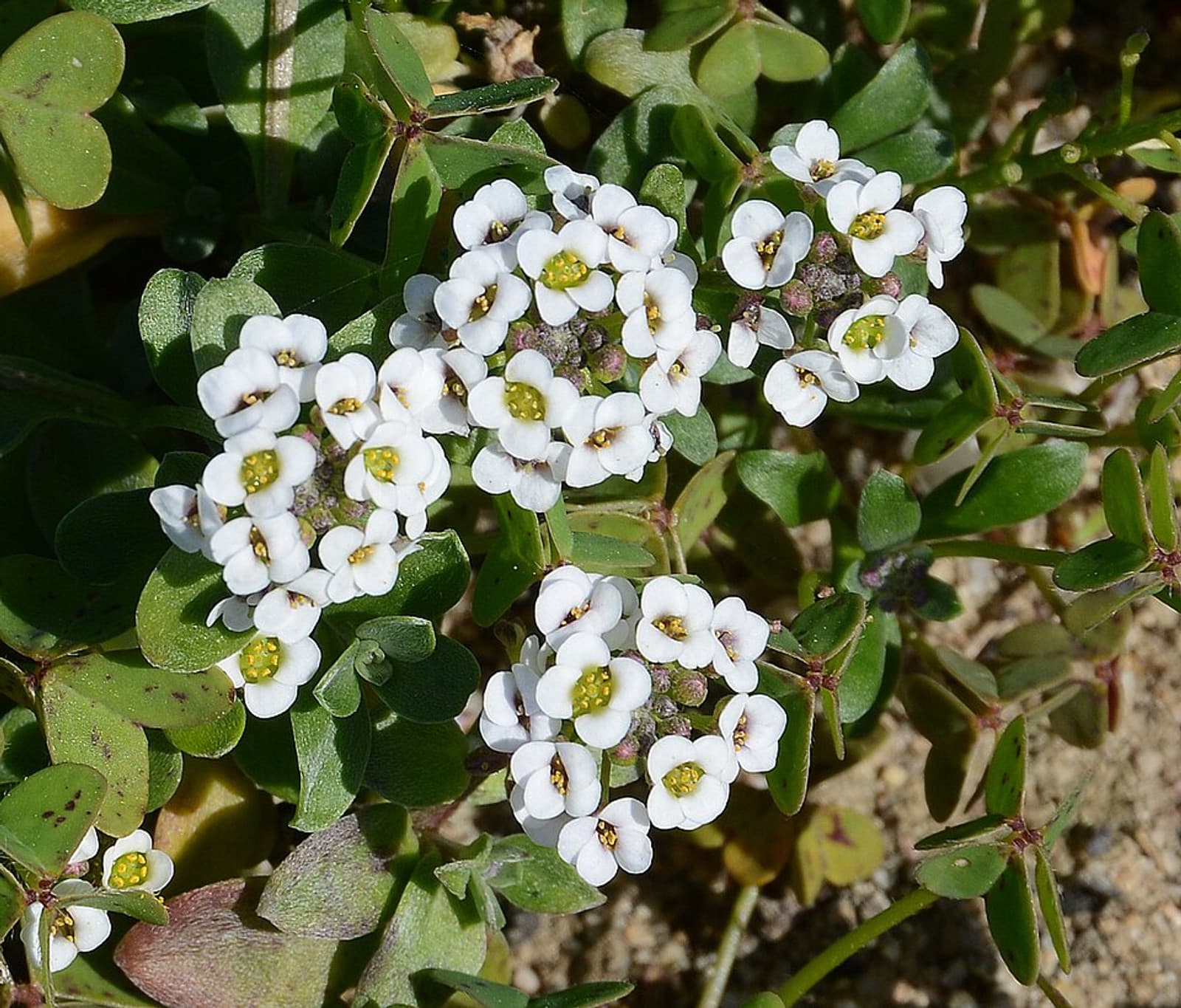 Reference image for Alyssum mix Seeds