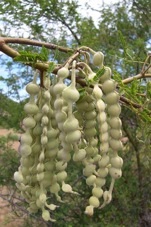 Acacia Arabica Seeds