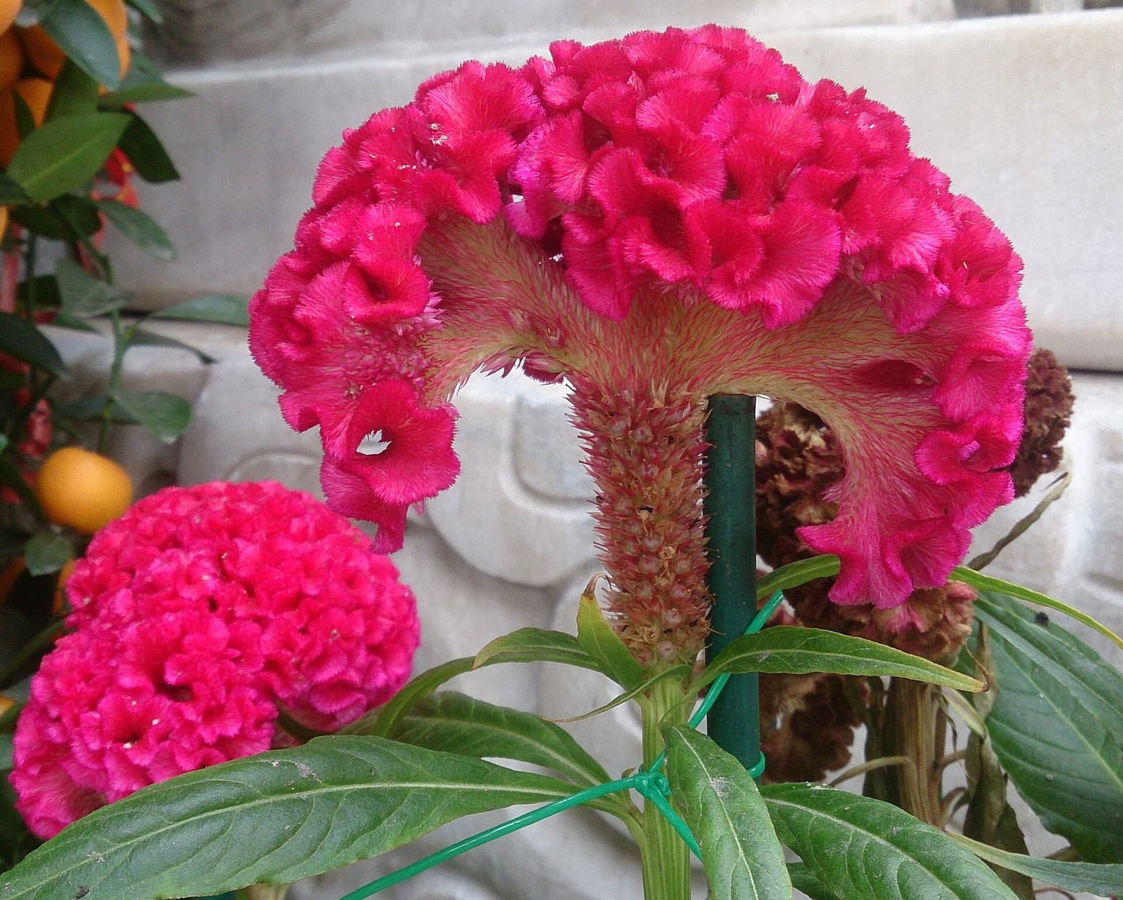 Reference image for Celosia cristata