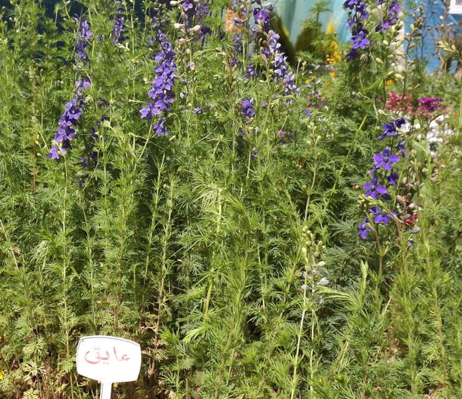 Reference image for Delphinium