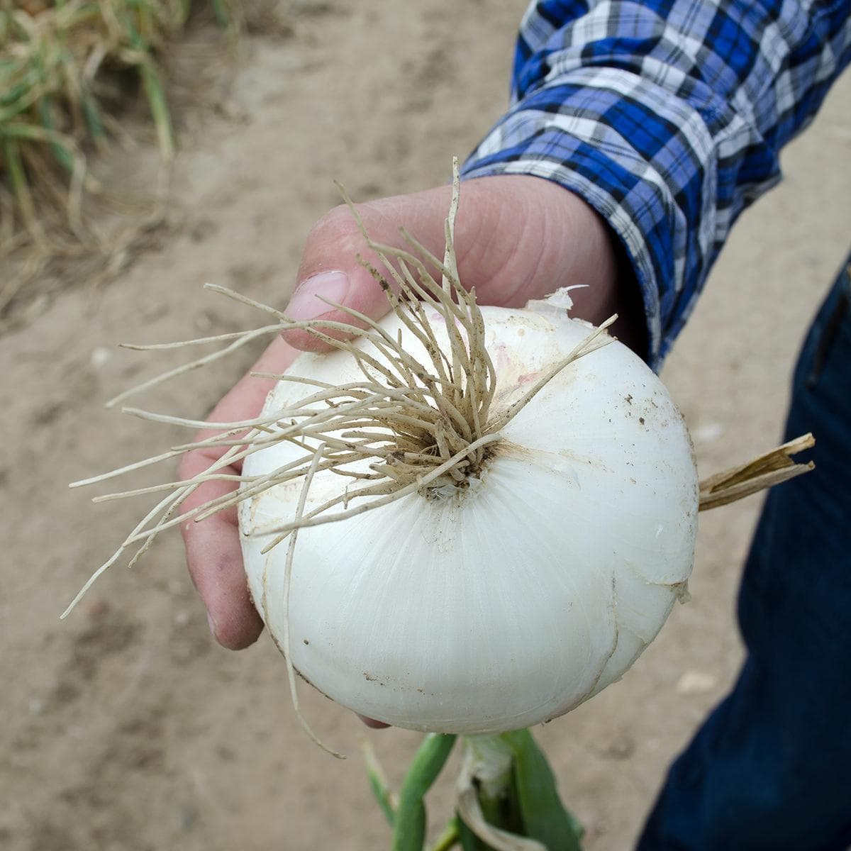 Onion white Seeds
