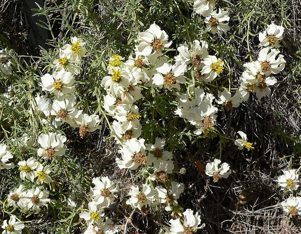 Reference image for Zinnia