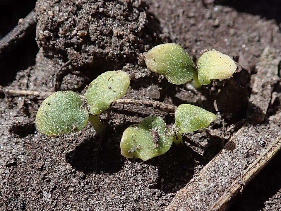 Reference image for Matthiola incana