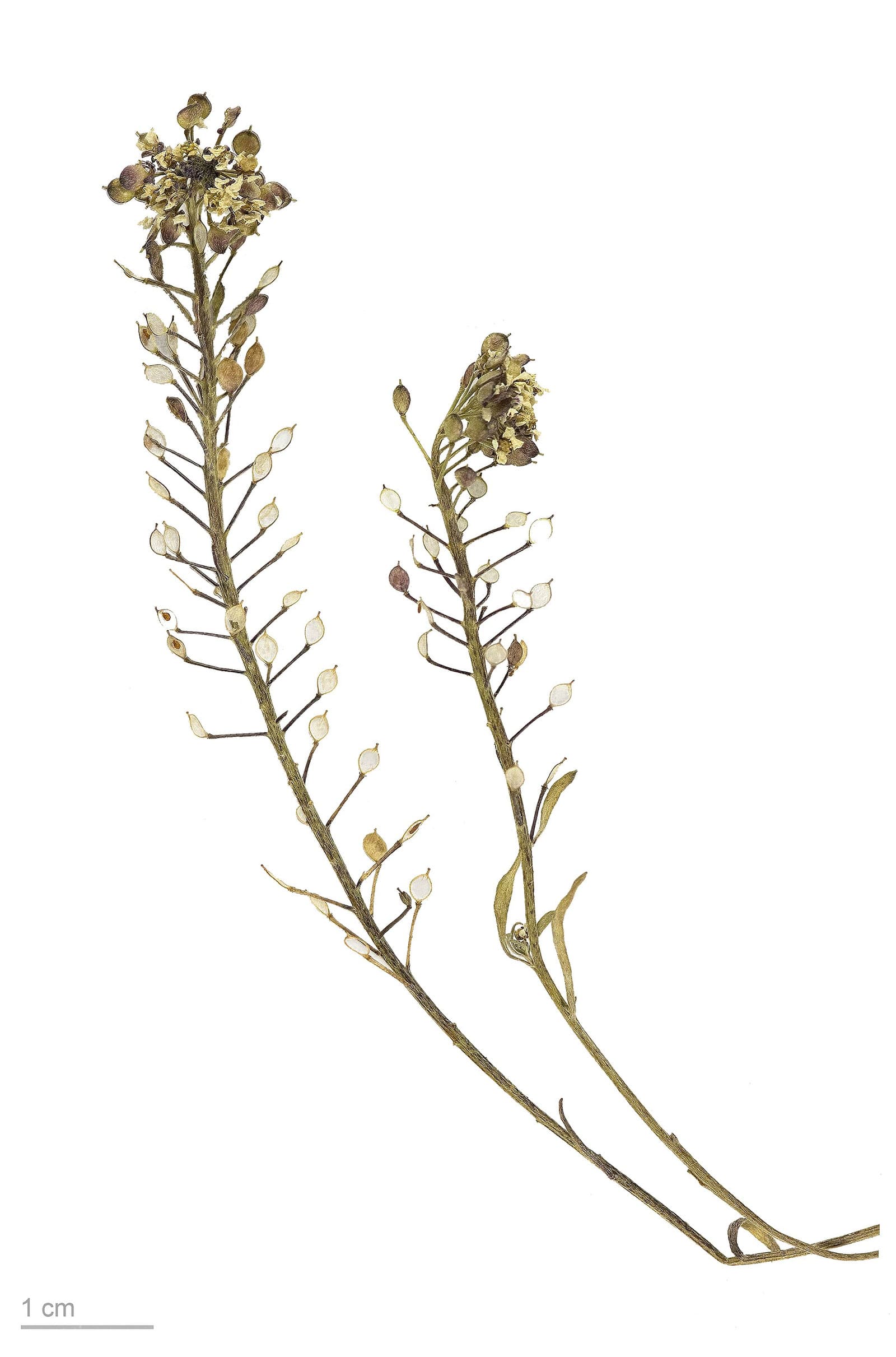 Reference image for Lobularia maritima