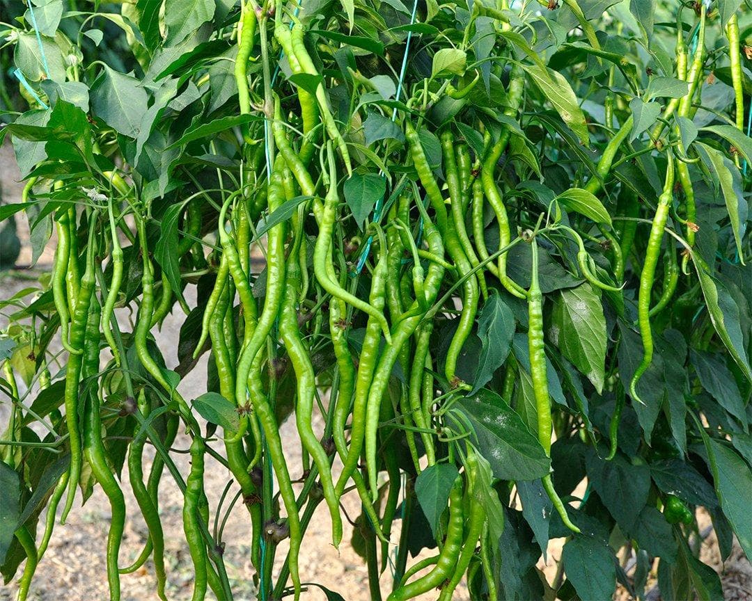 Long Green Chili Pepper Seeds