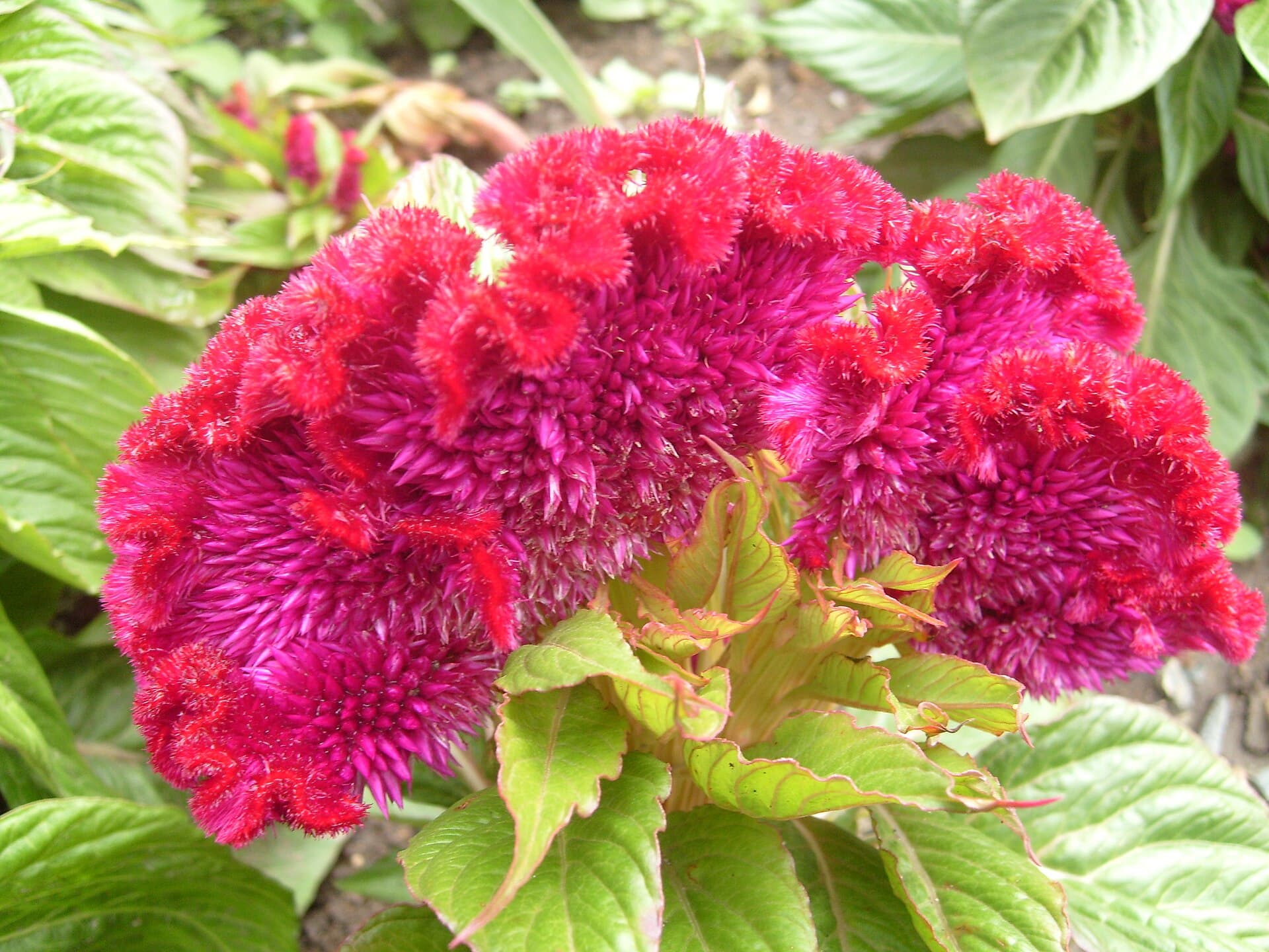 Reference image for Celosia cristata